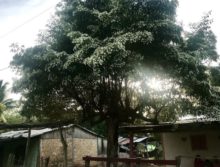 Madrone Tree in Nicaragua, Em Capito, LCSW